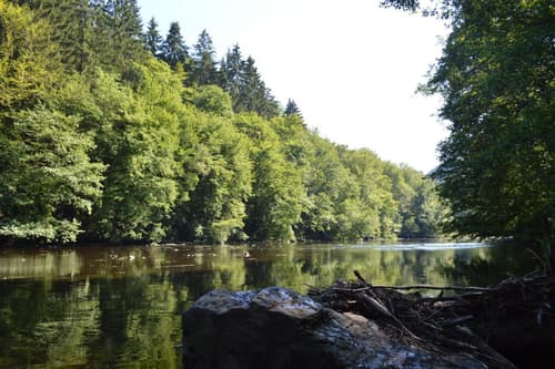 De Ourthe in het bos